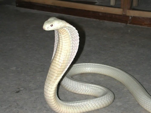 Photo:  White Cobra